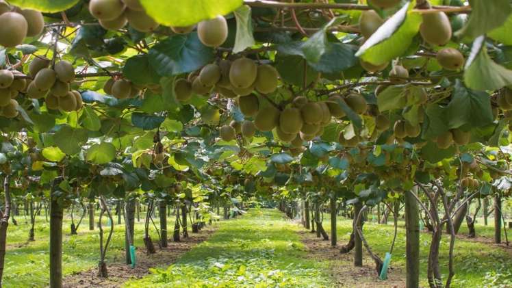 748 No 1 Road Te Puke_12