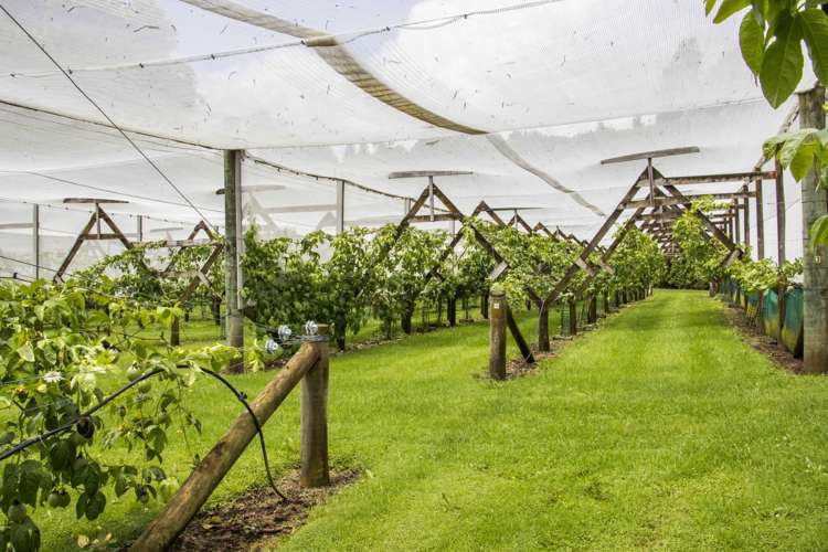 241 Rea Road Hauraki Surrounds_21