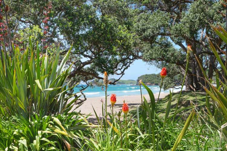 15 Moureeses Bay Road Whananaki_18