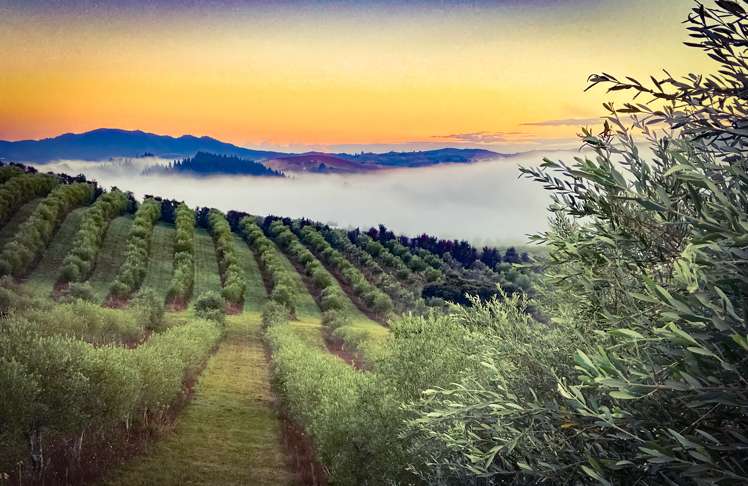 92 Frantoio Ridge Road Mangonui_25