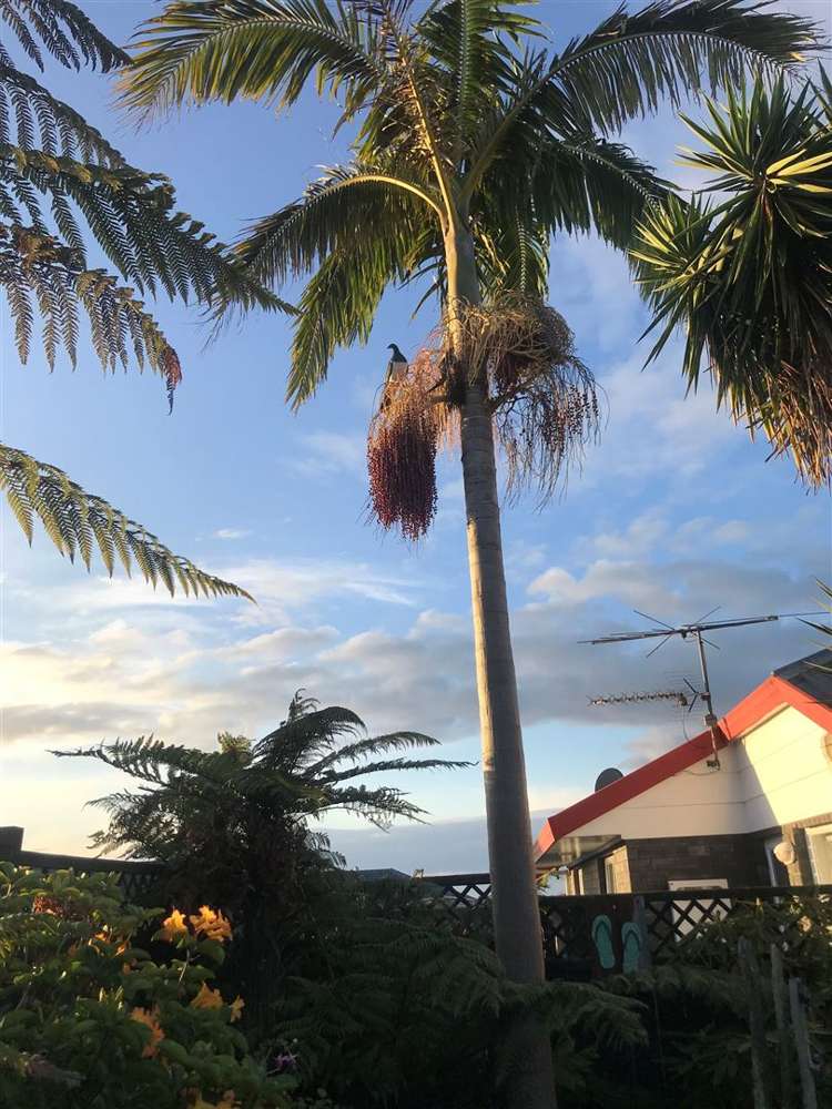 27a Cooper Street Pukekohe_14