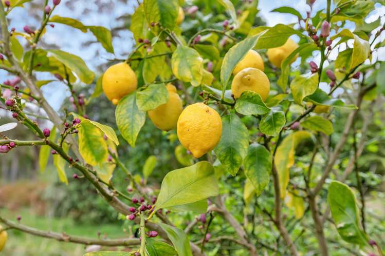 37 Takitu Road Pakotai_9