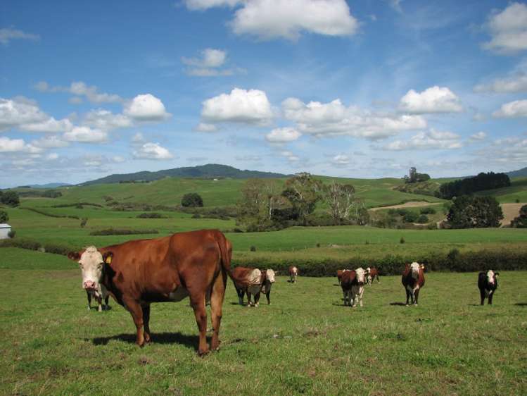 205 Gunn Road Waharoa_11