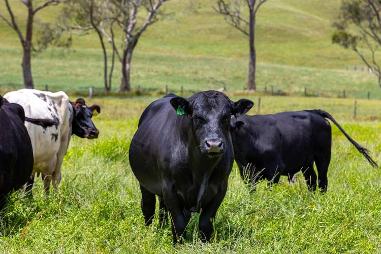 Bankier Road Horsham Downs_2