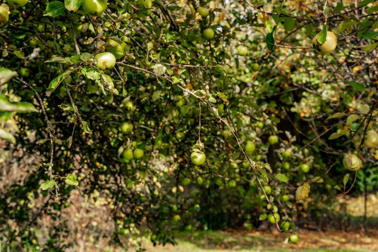 8 Roches Lane Lumsden Surrounds_12