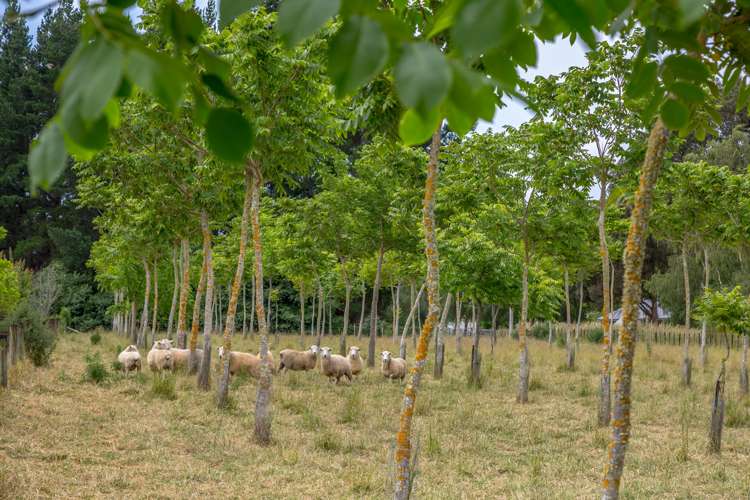 587 Gladstone Road Gladstone_14