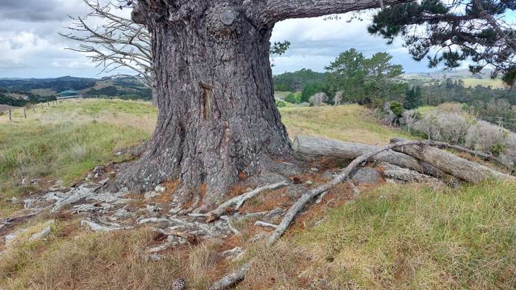 Wearmouth Road Paparoa_10