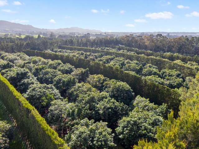 12 Timon Drive Hauraki Surrounds_4