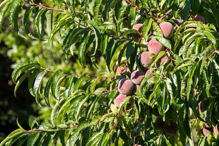 37 Flinders Road Heathcote Valley_16