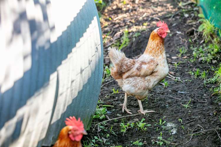 24 Dawn View Place Wairoa_8