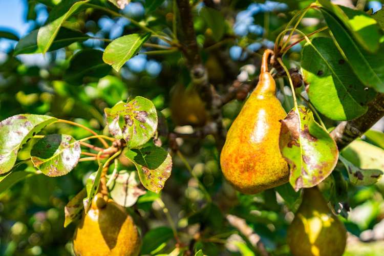 64B Jack Boyd Drive Mangawhai Heads_21