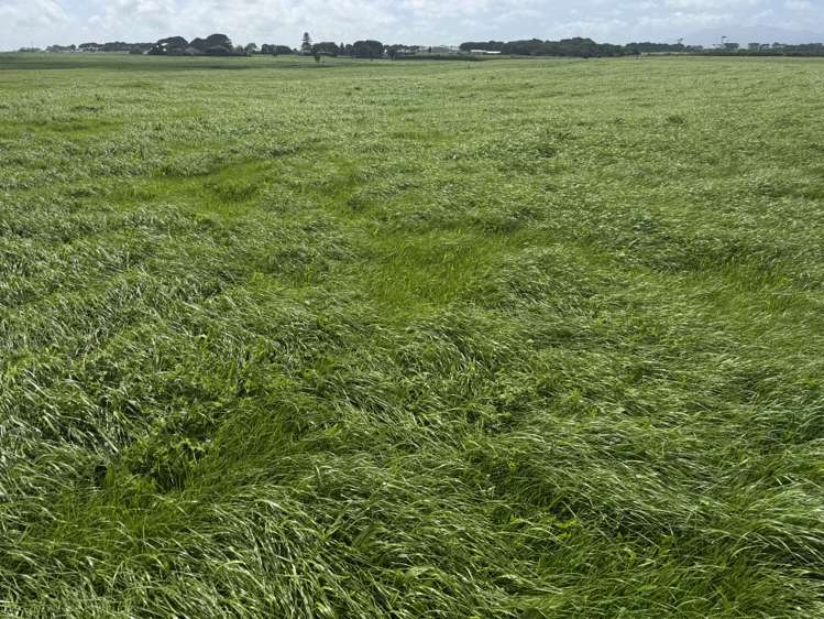 4782 South Road Opunake_16