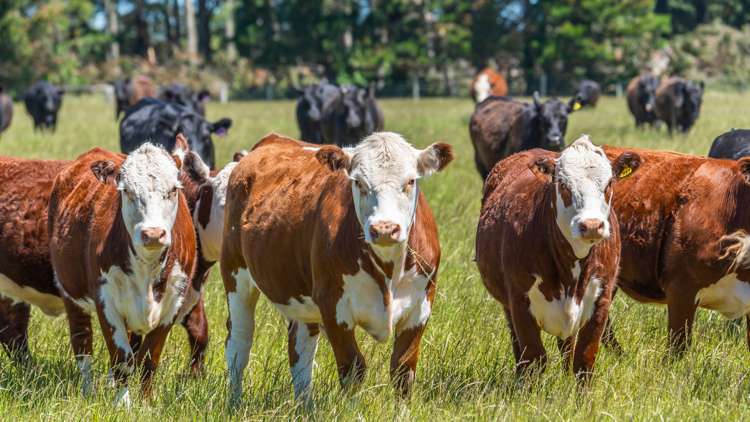 260 Hayland Road Okuku_20