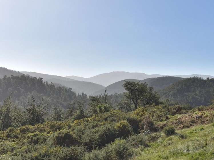 446 Glentui Bush Road Glentui_24