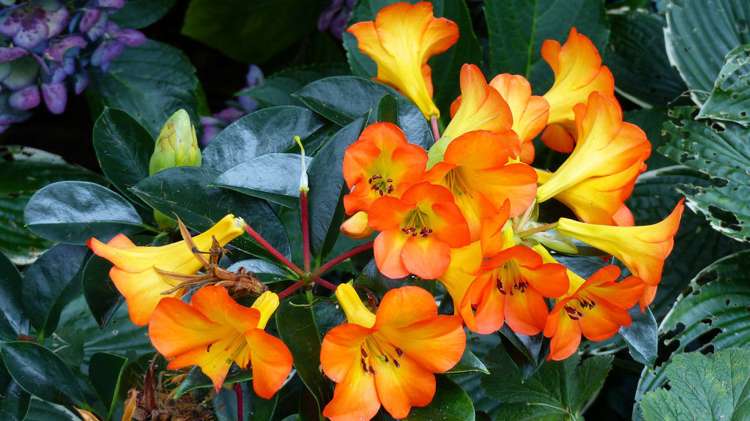 53 Kitewaho Road Swanson_114