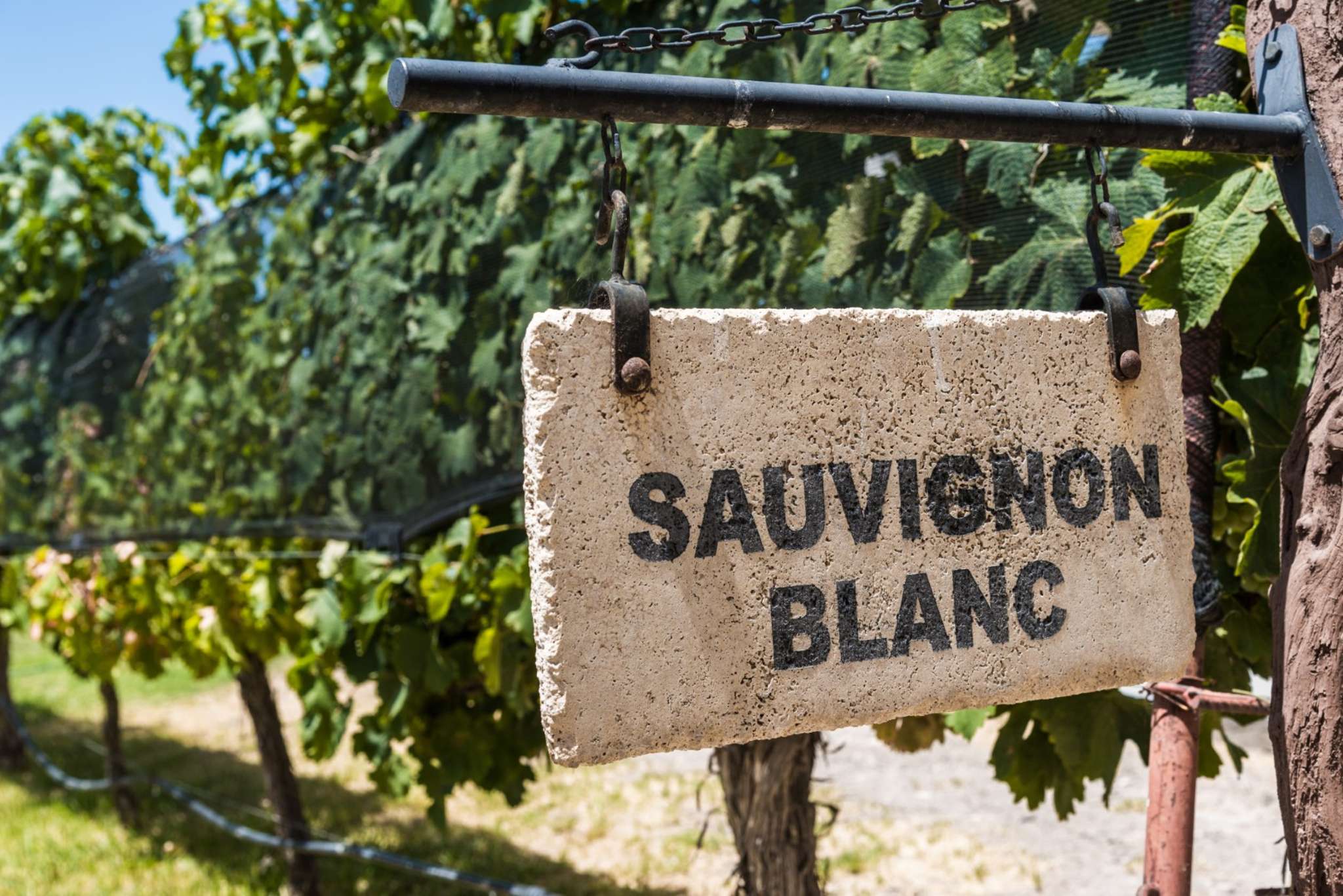 Irresistible Sauvignon Blanc driving thirst for NZ wine