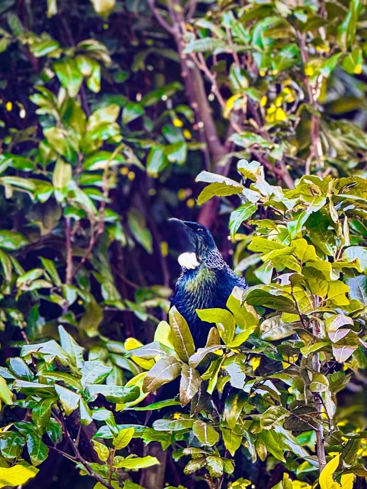 34 Kildare Avenue Glendowie_11