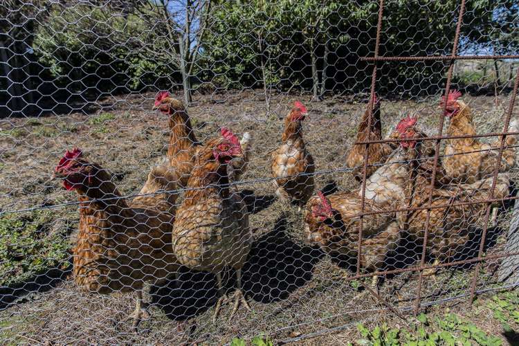 19 Hilton Drive Amberley_17