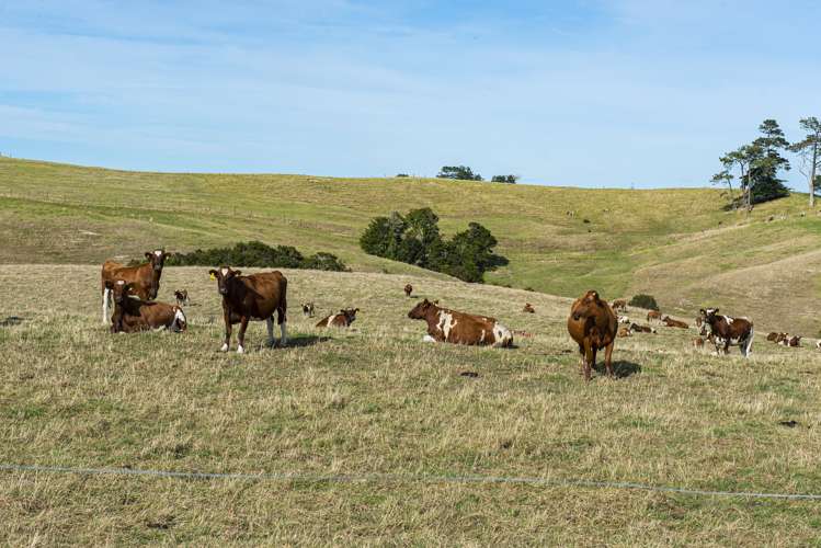 Parahi Road Ruawai_8