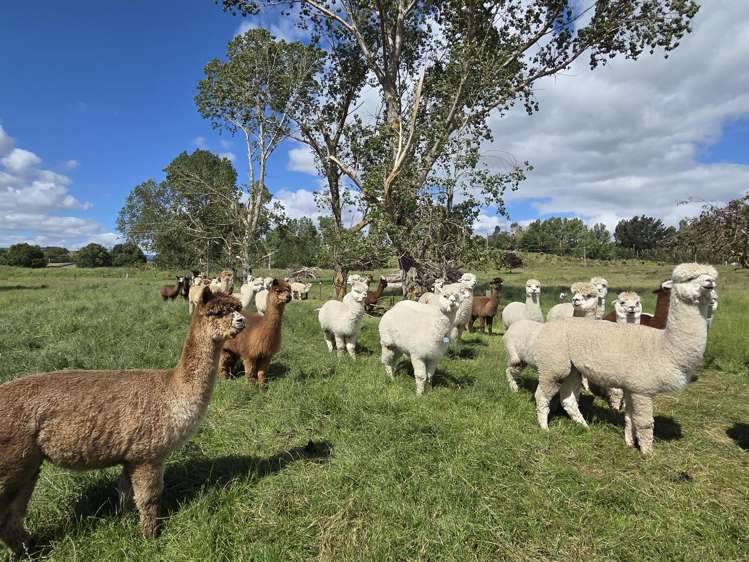 Grindon Street, RD3 Lawrence_6