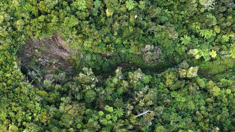 40Ha Block State Highway 67 Mokihinui_14