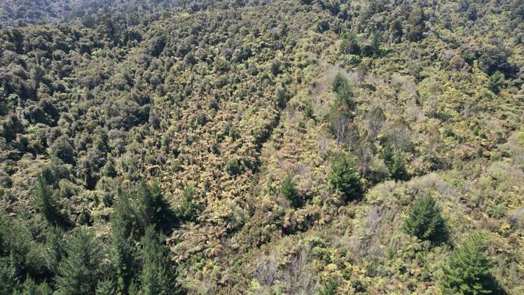 Town Belt East Greymouth_10