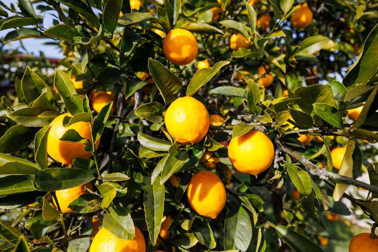 14 Totara Street Marton_26