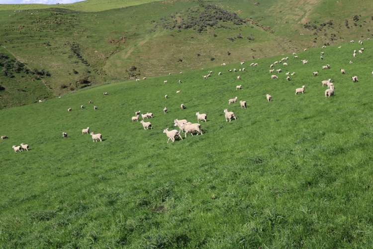 386 Otama Valley Road Gore Surrounds_11