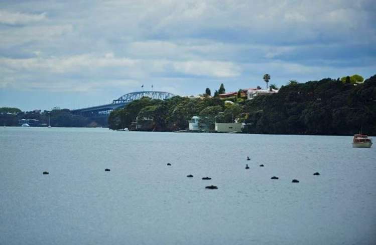 190 Garnet Road Westmere_4