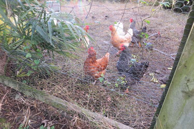 255 Whitaker Street Te Aroha_22