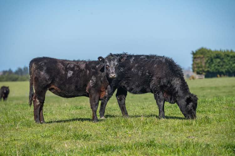 266 Rangiora Leithfield Road Sefton_31