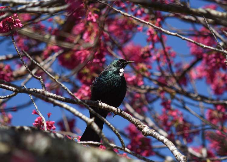 588 Kapukapu Road Hamurana_19