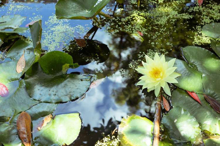 295 Taupaki Road Taupaki_20