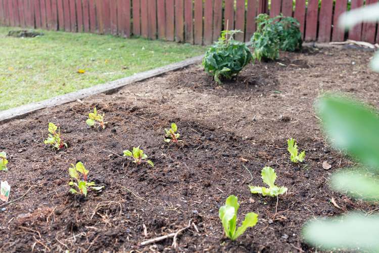 1 Peterhouse Street Tawa_15