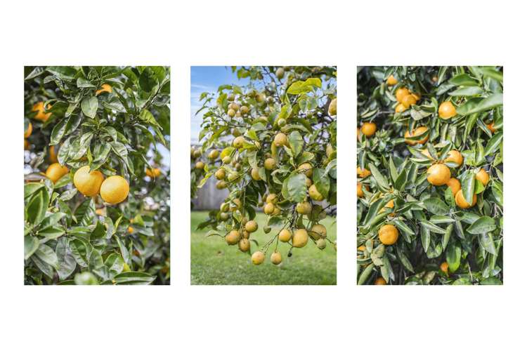 36 Boucher Avenue Te Puke_20