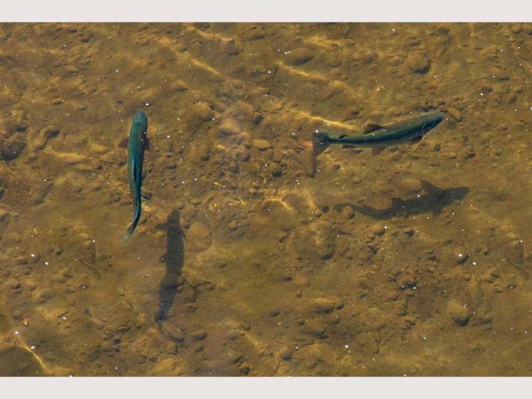 608 Upper Retaruke Road Ruapehu-King Country Surrounds_13