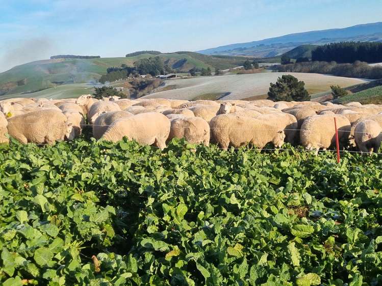 759 Waitahuna Gully Road Waitahuna_12