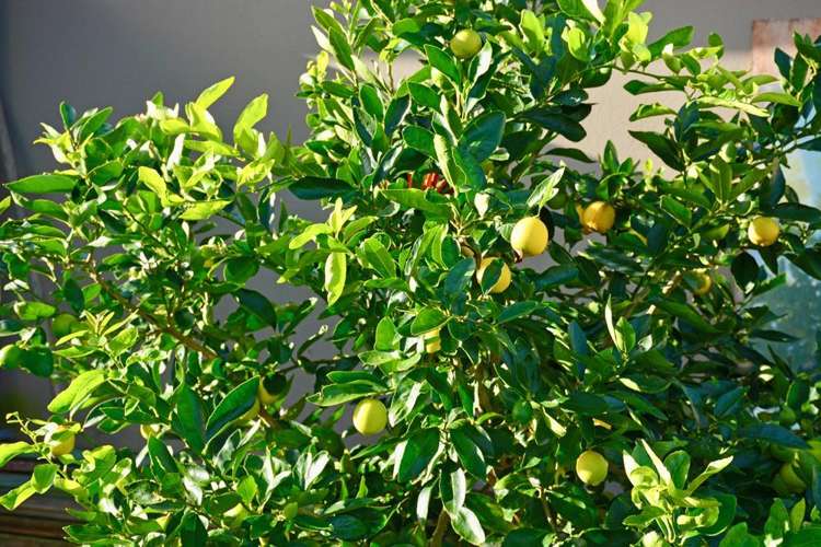 4 Tokoroa Road Tairua_18