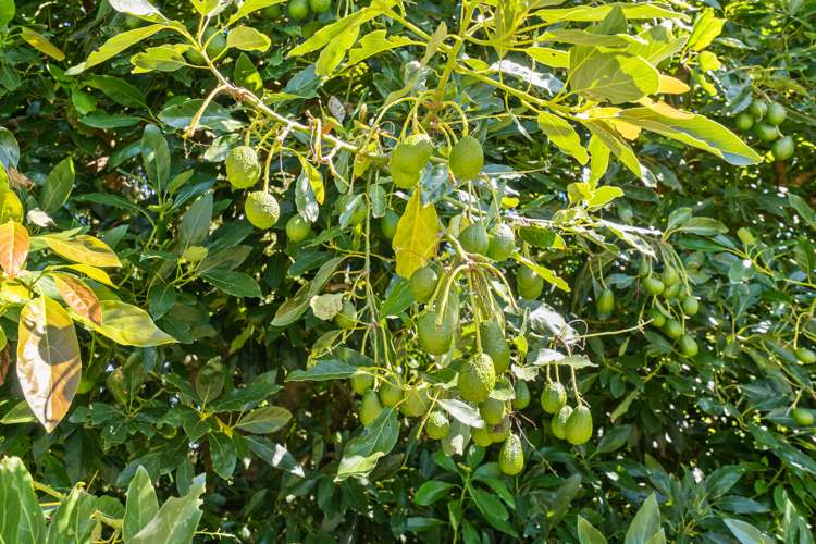 91 Manu Crescent Upper Vogeltown_20