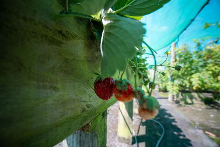 127 Redwood Valley Road Redwood Valley_33