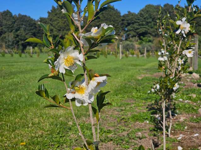 35 Woven Stone Way Ohau_4