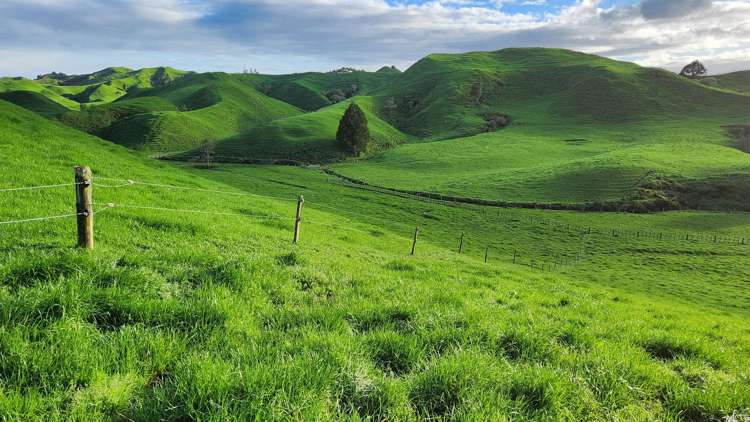 794 Tariki Road Ratapiko_16