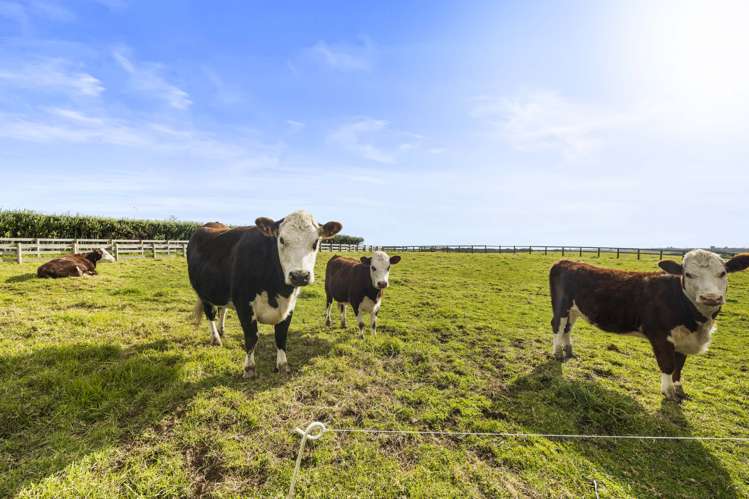 22 Irwin Road Kingseat_29