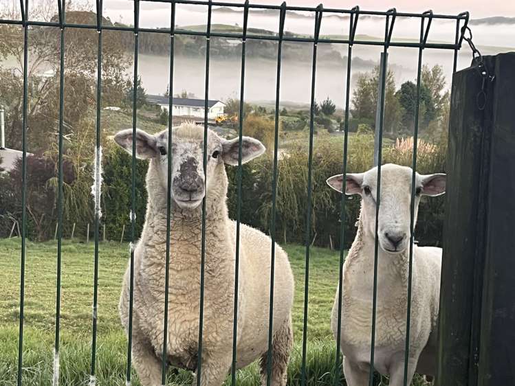 956d Oneriri Road Kaiwaka_17