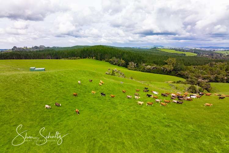 1509 Tinopai Road Tinopai_21