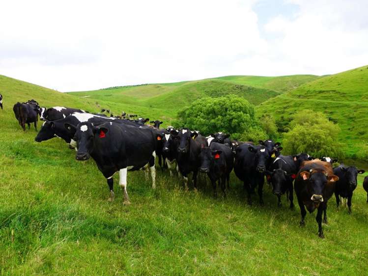 1471 Georgetown-Pukeuri Road Awamoko_12