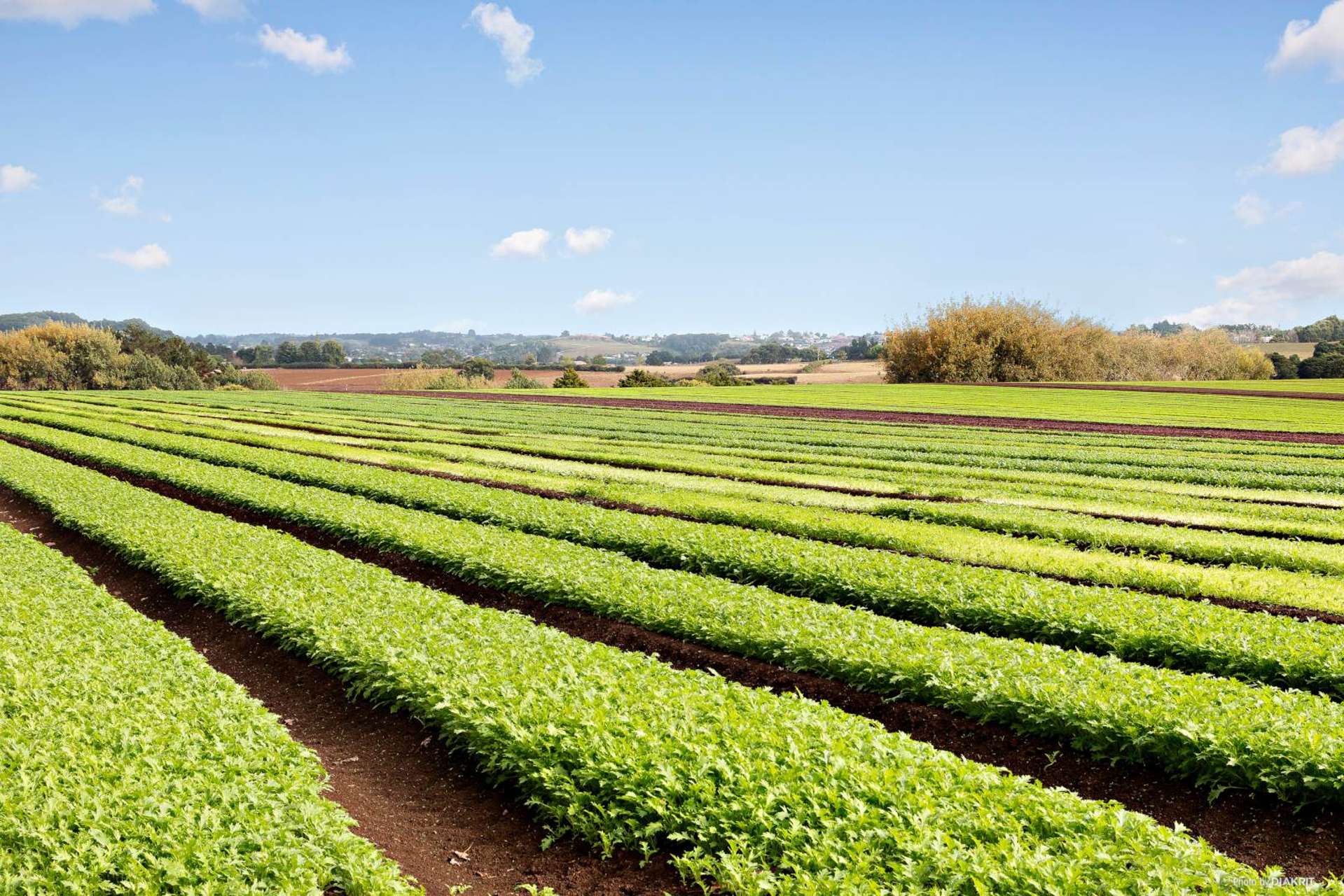 659 Harrisville Road Pukekohe East_0