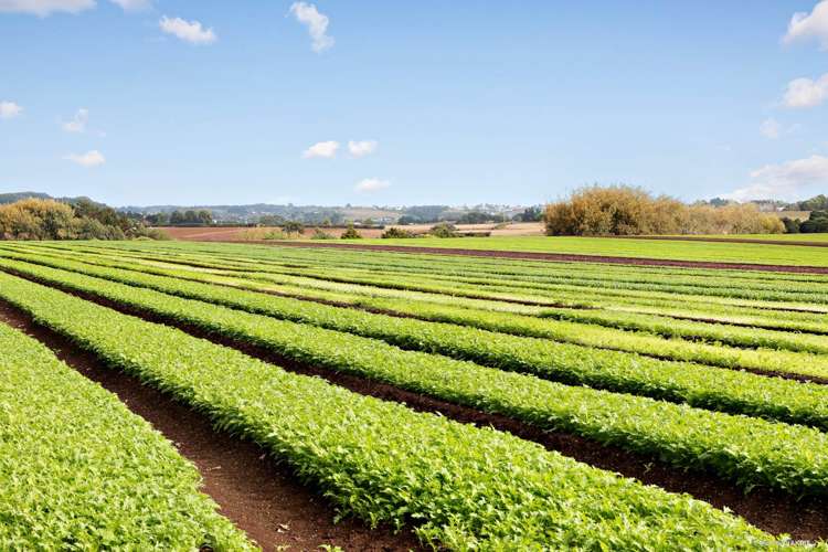 659 Harrisville Road Pukekohe East_0