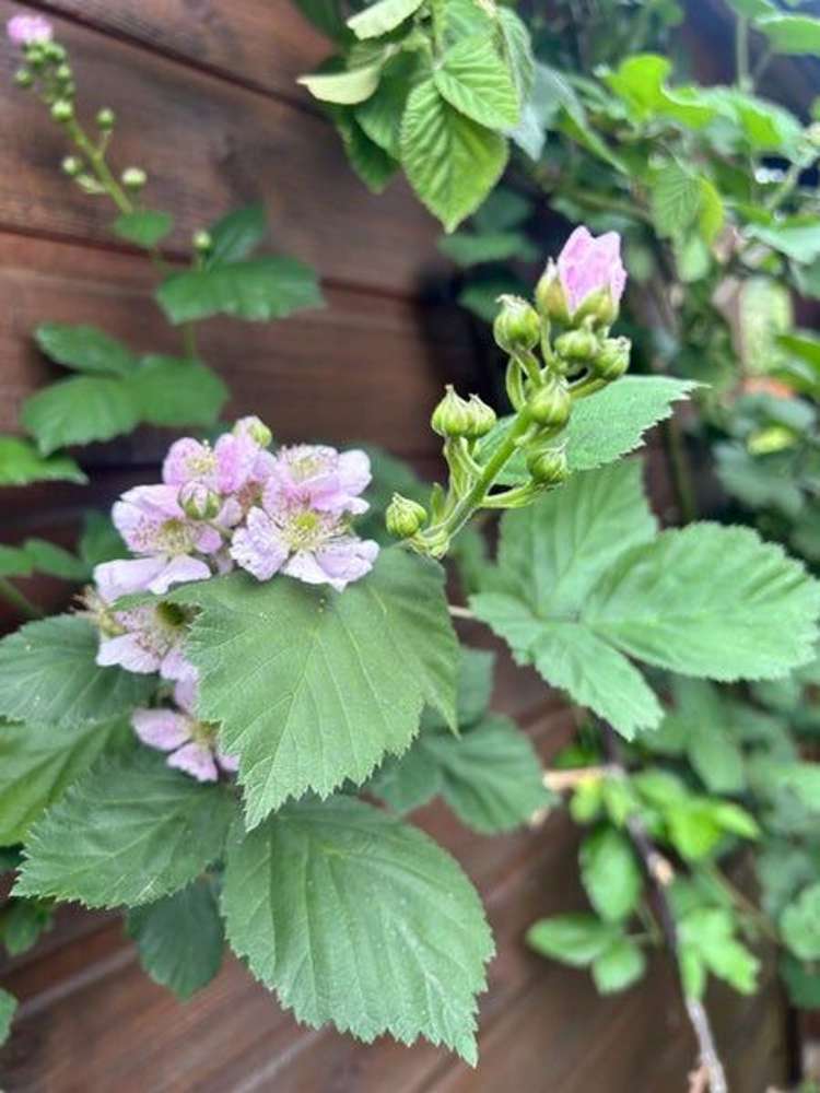 51 Kent Street Picton_19