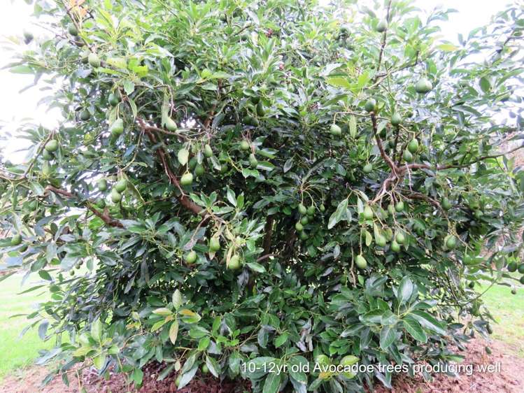 237 Whatitiri Road Maungatapere_6